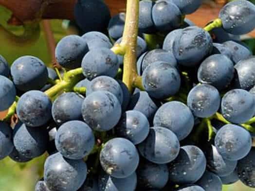 Bunches of ripe black grapes with dew drops on the berries