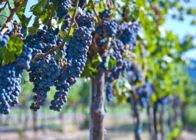 Grappes de raisins noirs mûres suspendues dans une vigne avec rangs de vignes en arrière-plan