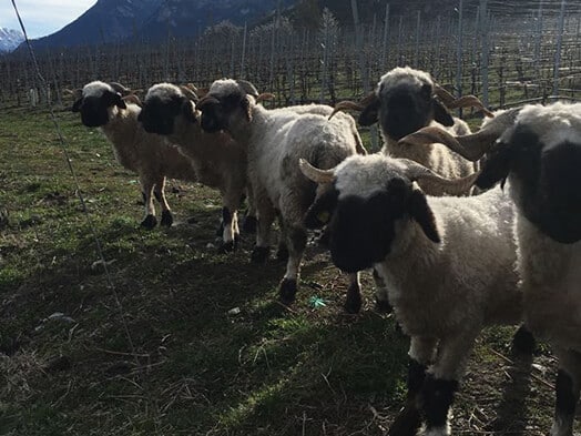 Viticulture bio