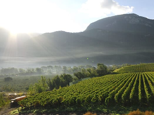 Viticulture réchauffement climatique