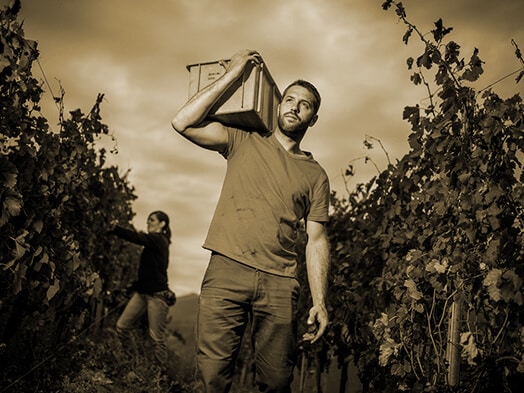 Viticulture type