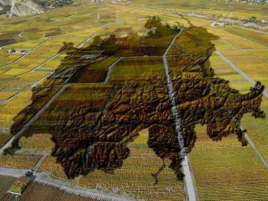 Viticulture vine appenzell