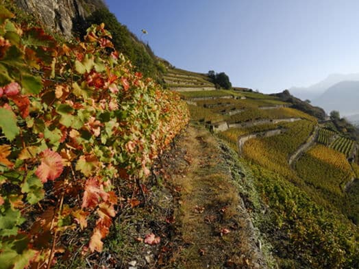 Viticulture vine dormancy