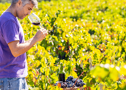 Man in a purple polo shirt tasting a glass of white wine in vineyards with yellow autumn foliage