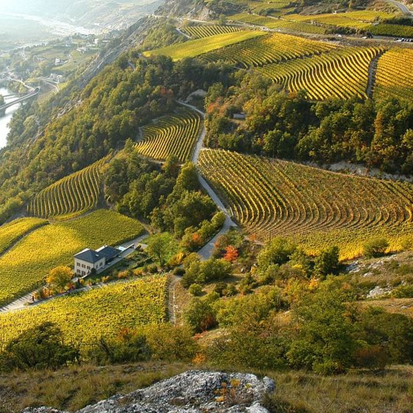 Fachwissen Weine Valais