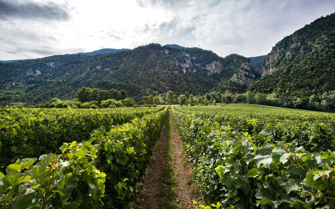 Clos Saint-Marcel Estate