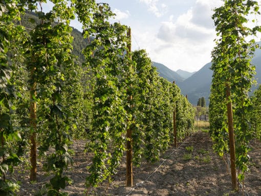 Rangée de vignes en palissage avec montagnes valaisannes et ciel nuageux en arrière-plan