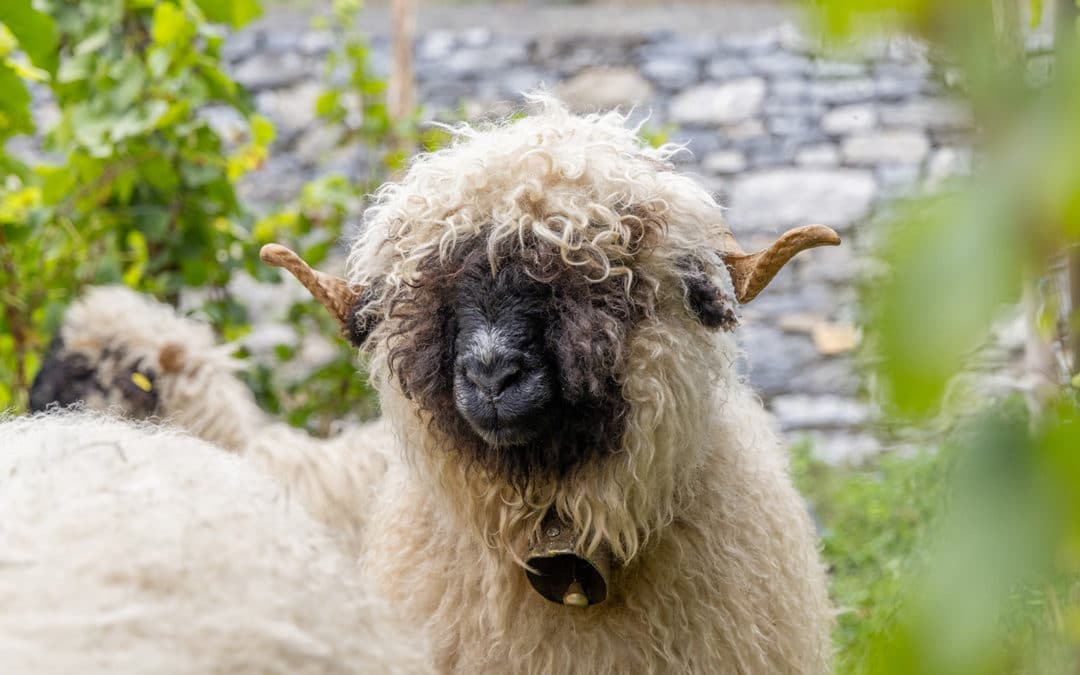 Mouton Nez Noir du Valais au pelage bouclé bicolore dans un vignoble avec mur de pierre en arrière-plan