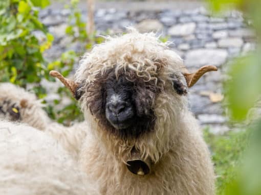 Mouton Nez Noir du Valais au pelage bouclé bicolore dans un vignoble avec mur de pierre en arrière-plan